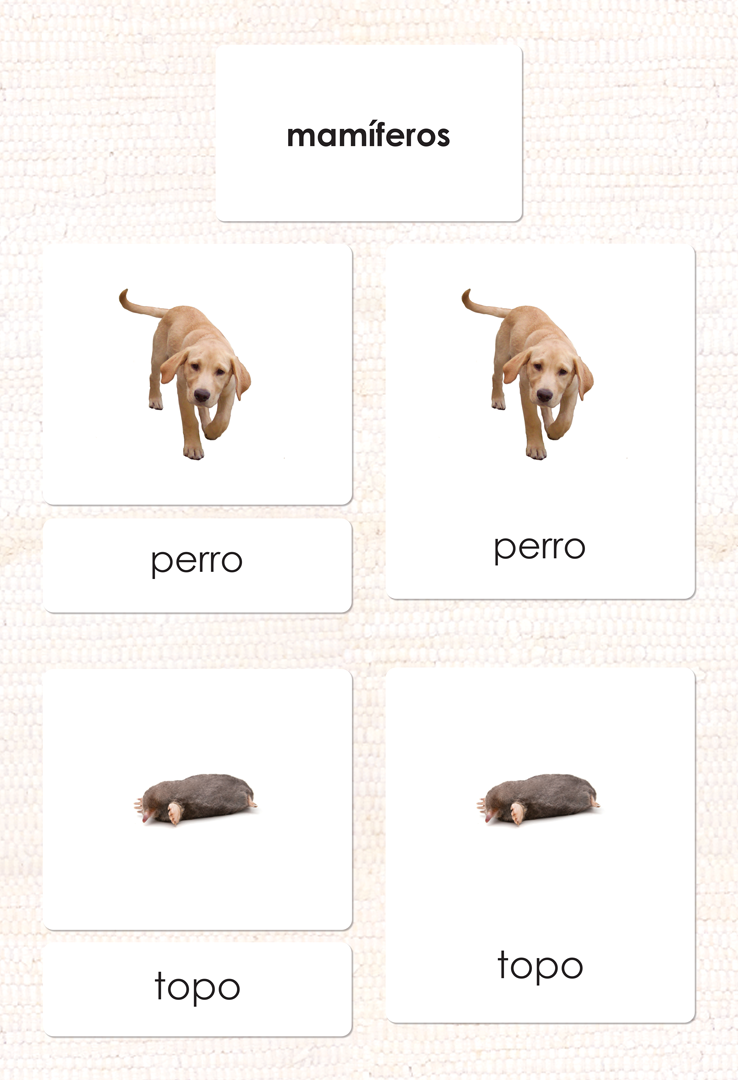 Spanish Mammals 3-Part Cards