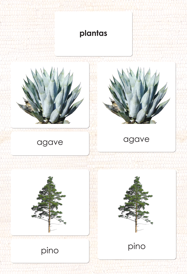 Spanish Plant Kingdom 3-Part Cards