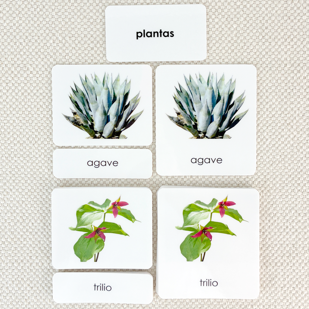 Spanish Plant Kingdom 3-Part Cards