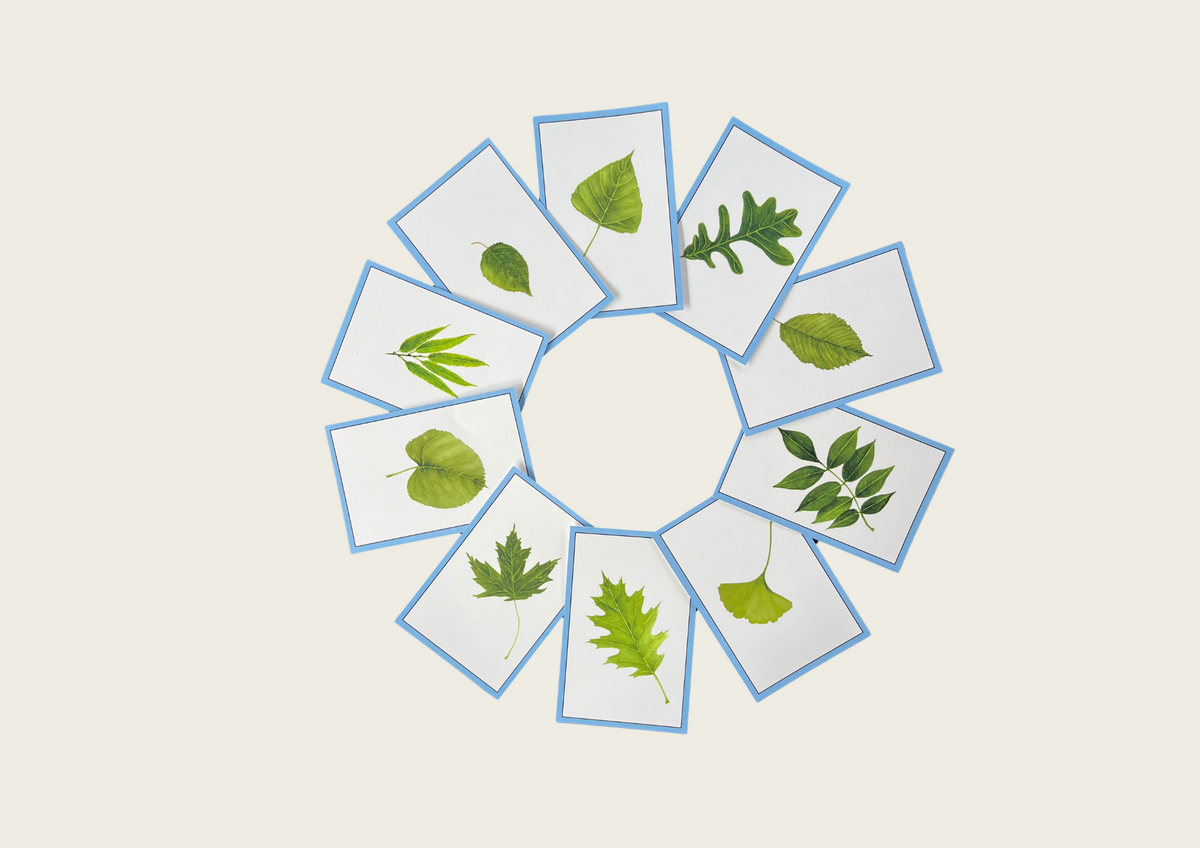Leaves (Hand-drawn) Language Cards