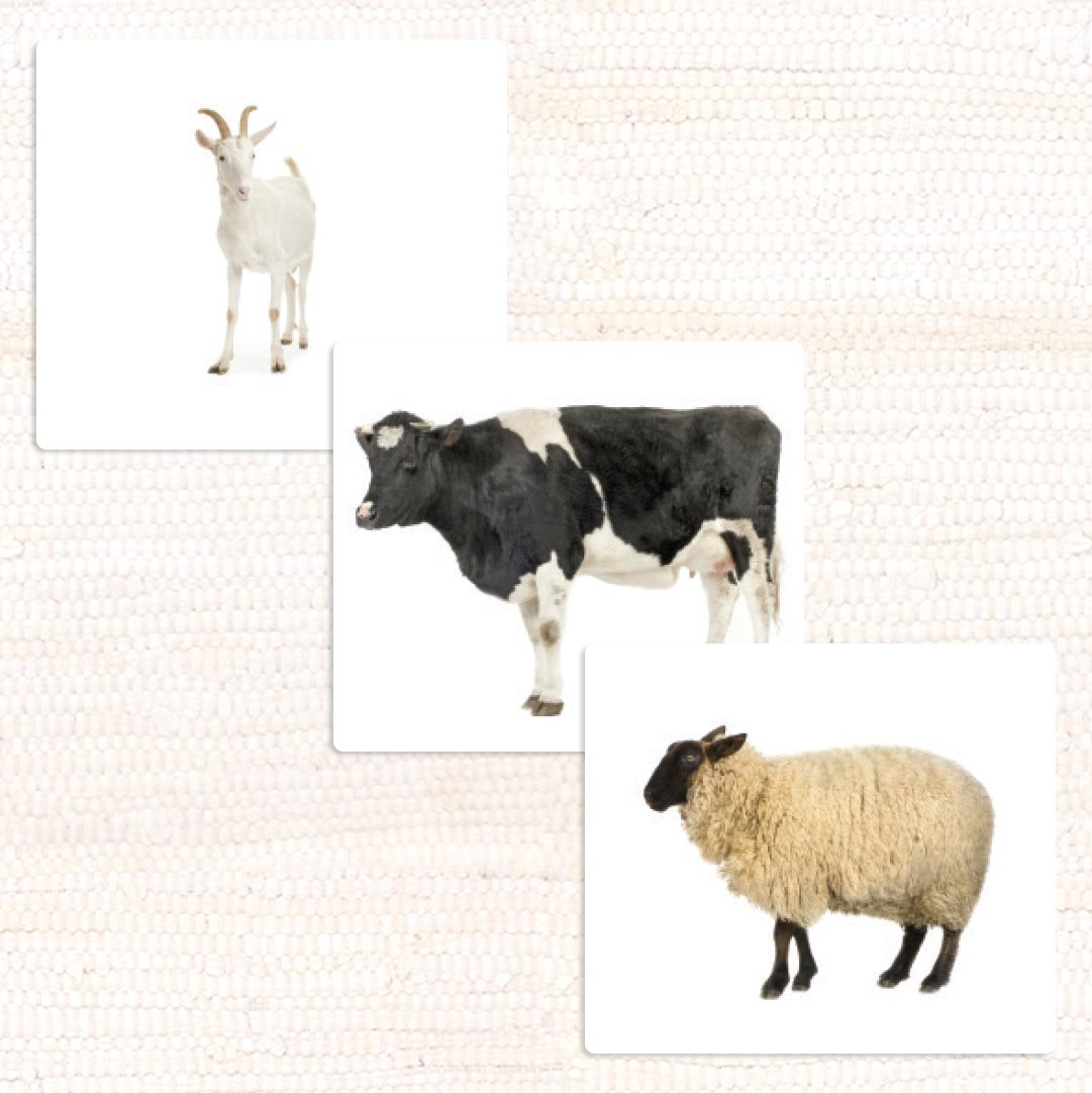 Farm Animals (Adult) Vocabulary