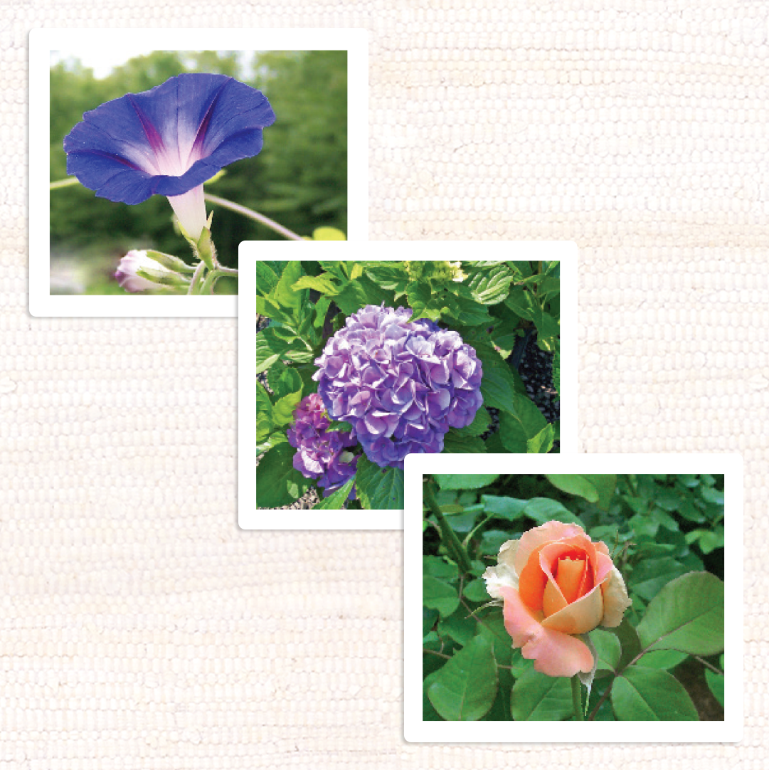 Garden Flowers Vocabulary