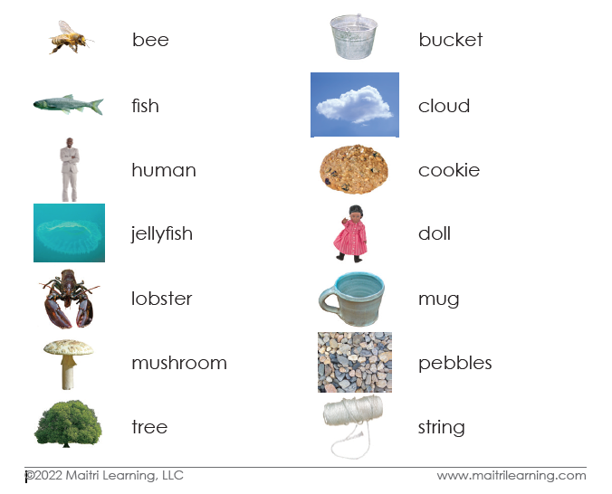 Living/Non-Living Sorting