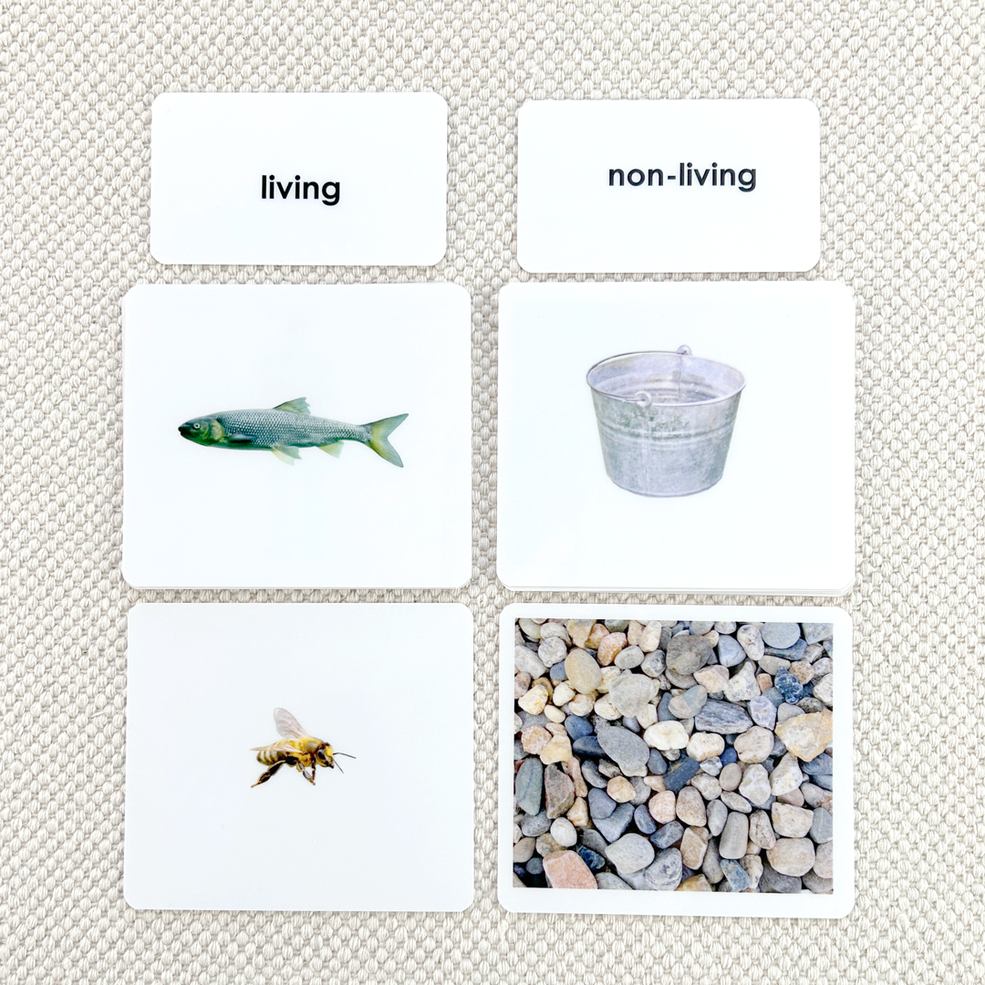 Living/Non-Living Sorting