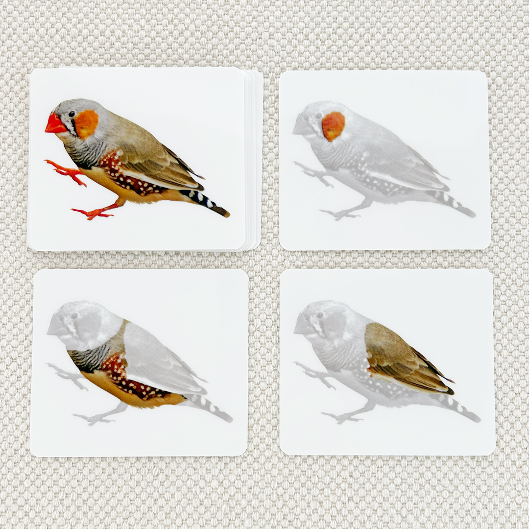 Vertebrates Parts of Vocabulary Card Set