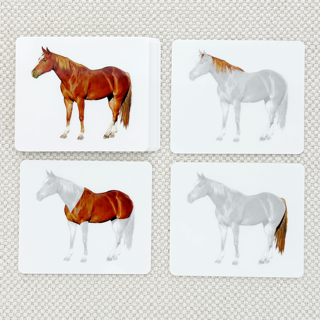 Parts of the Horse Book & Card Set