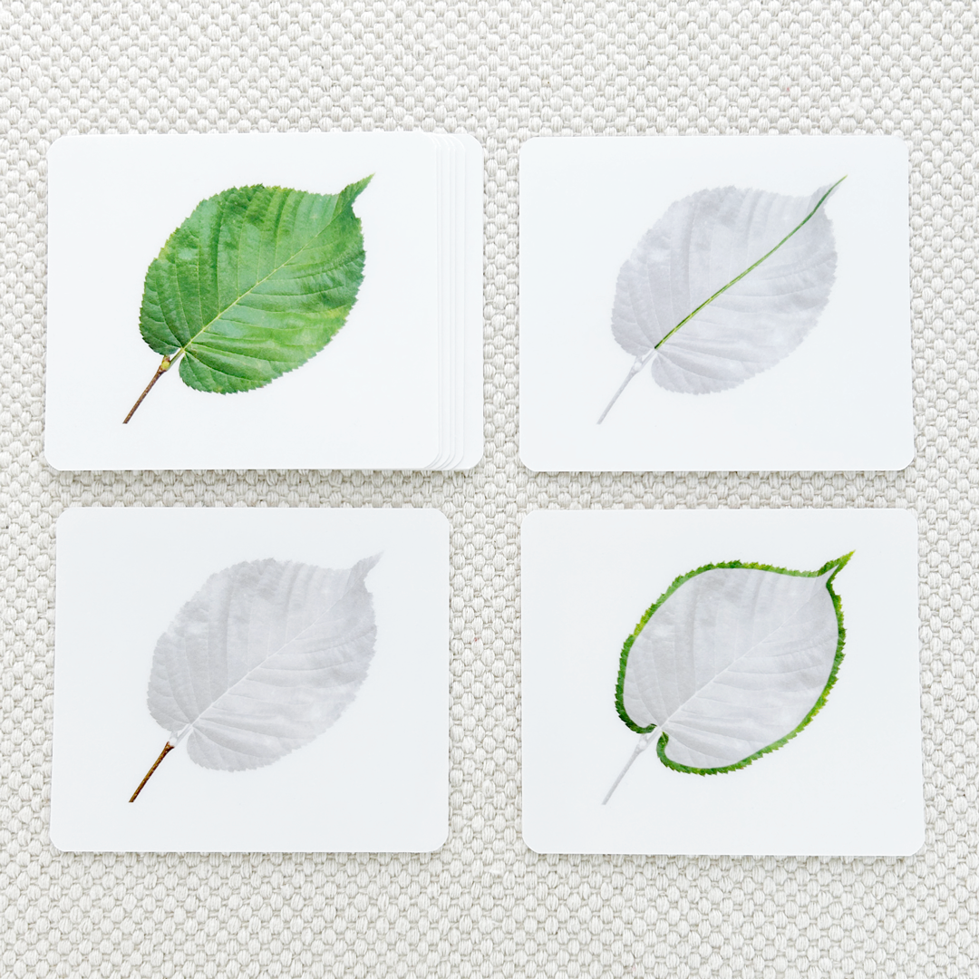 Botany Parts of Vocabulary Card Set