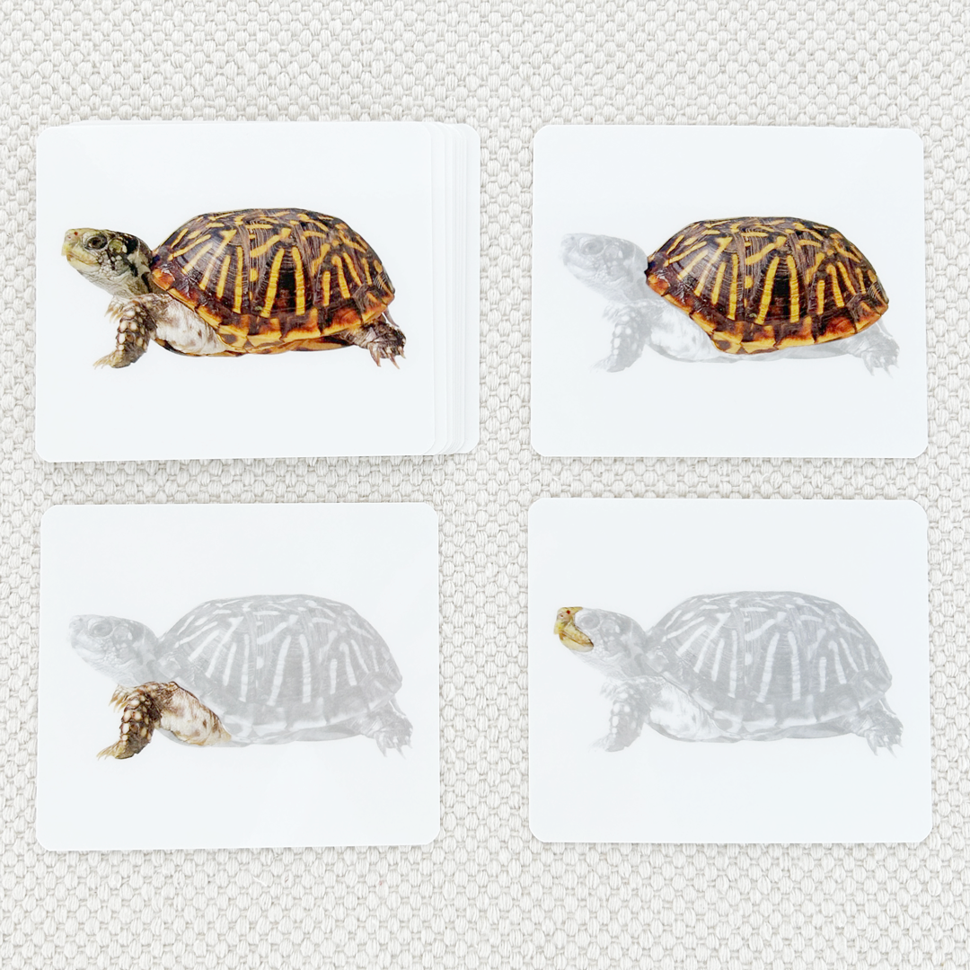 Parts of the Turtle Book & Card Set