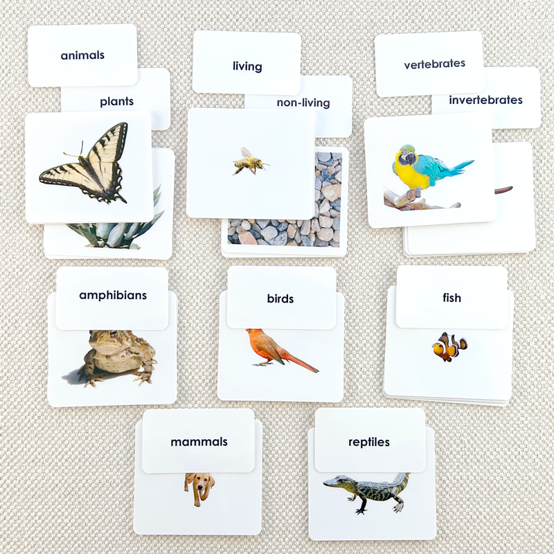 Sorting Set