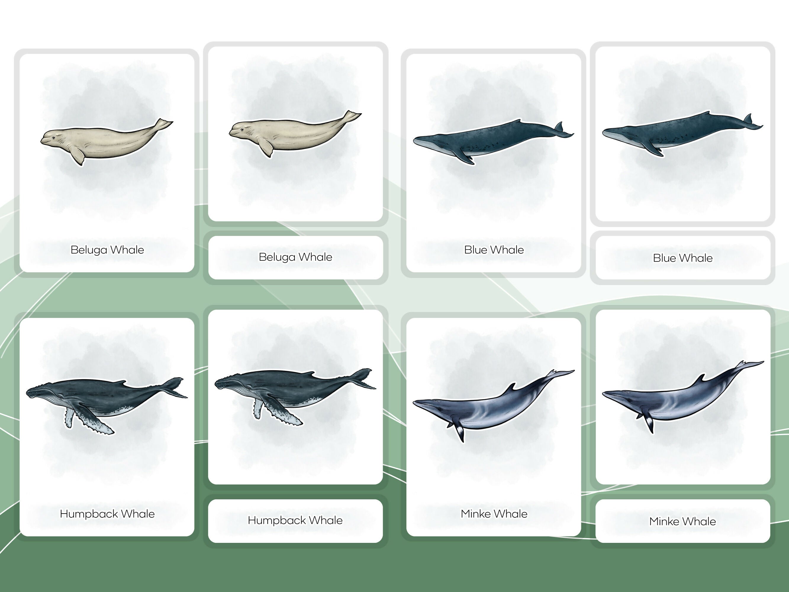 Nomenclature Cards Set - Illustrated Whales