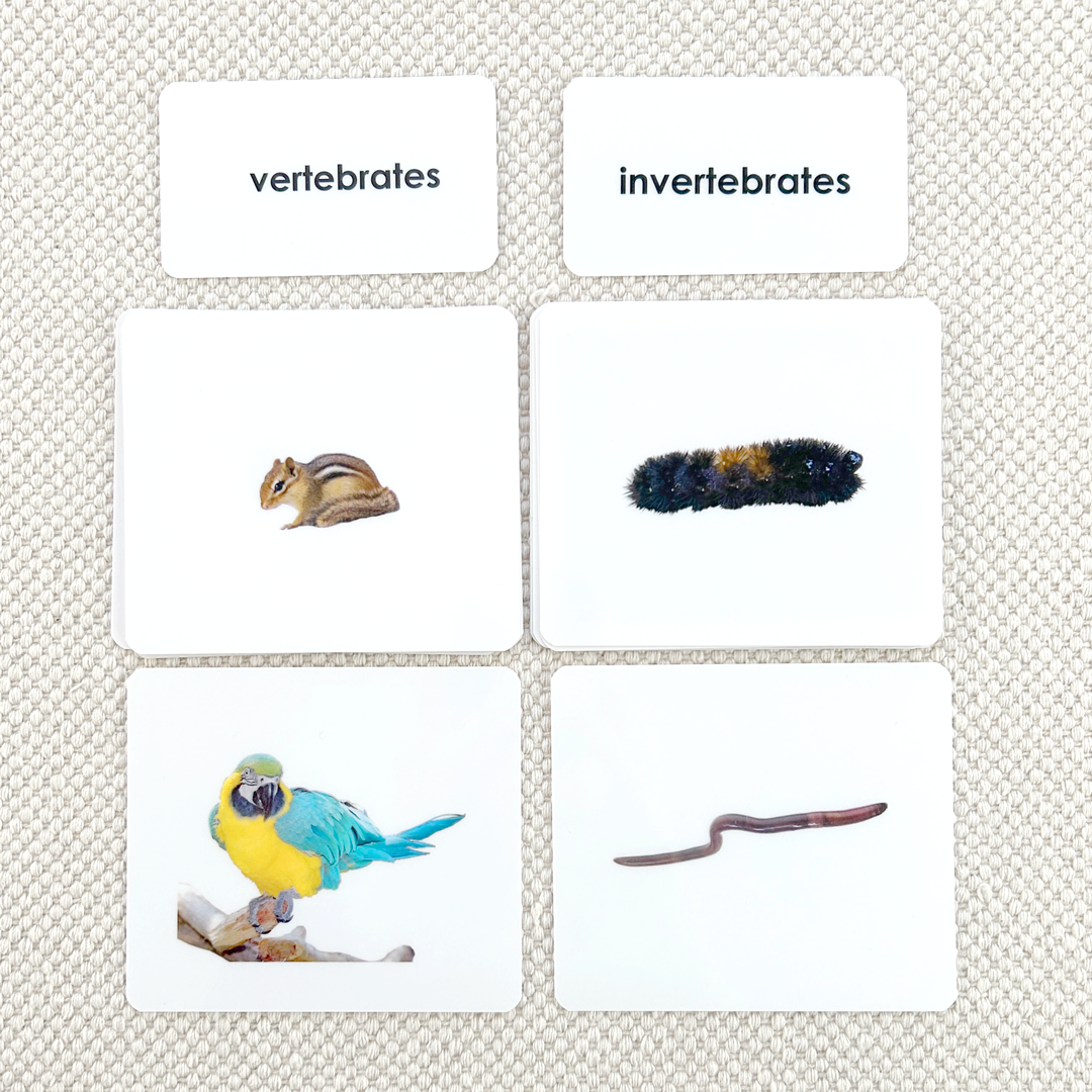 Invertebrates/Vertebrates Sorting