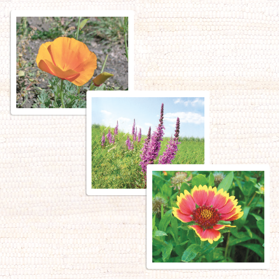 Wildflowers Vocabulary