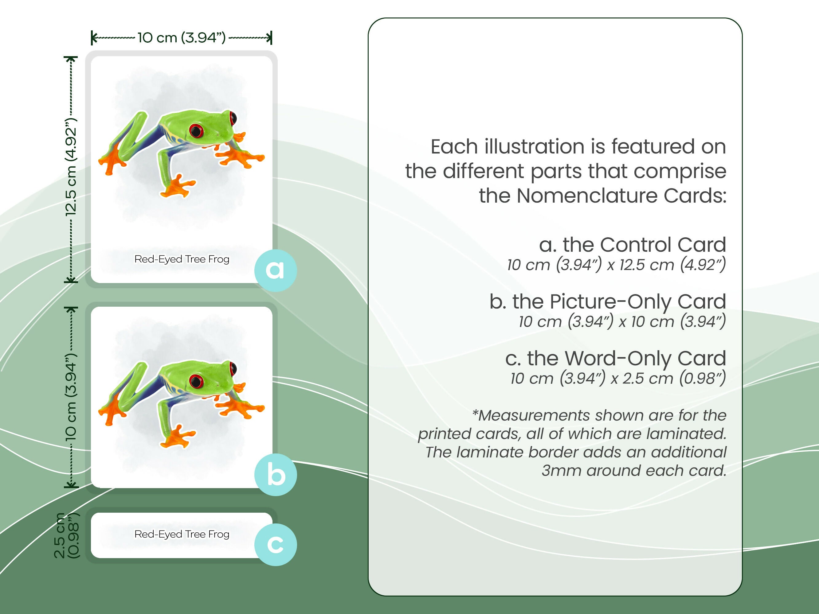 Nomenclature Cards Set - Illustrated Frogs