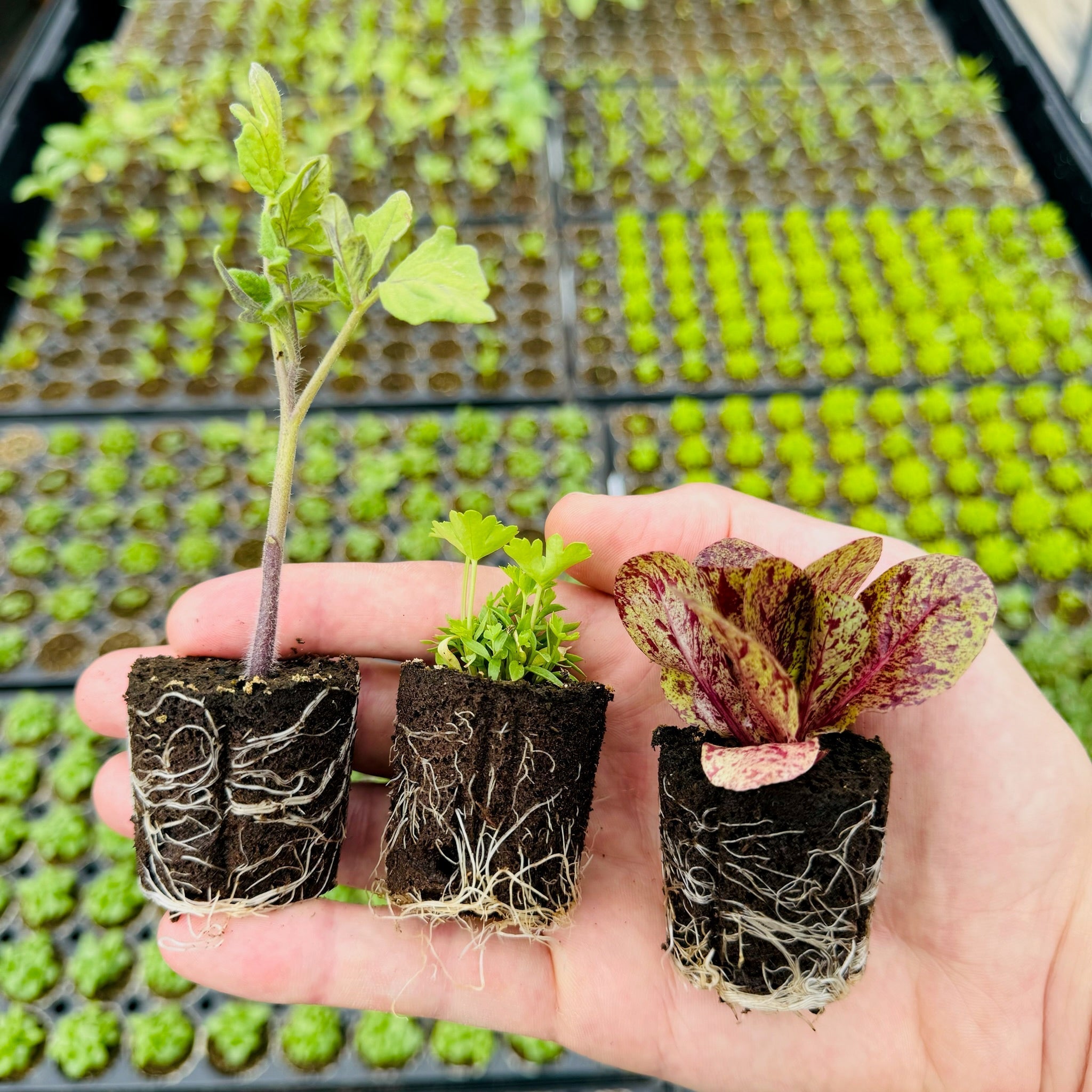 Garden to Table: Planning and Growing Your Own Food