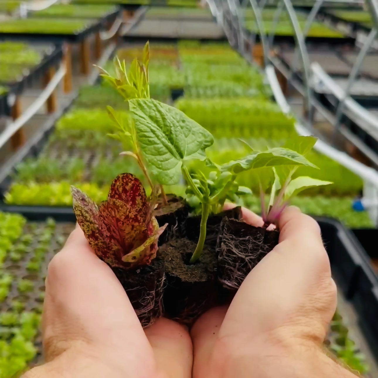 Herb Bundle (12 seedlings)