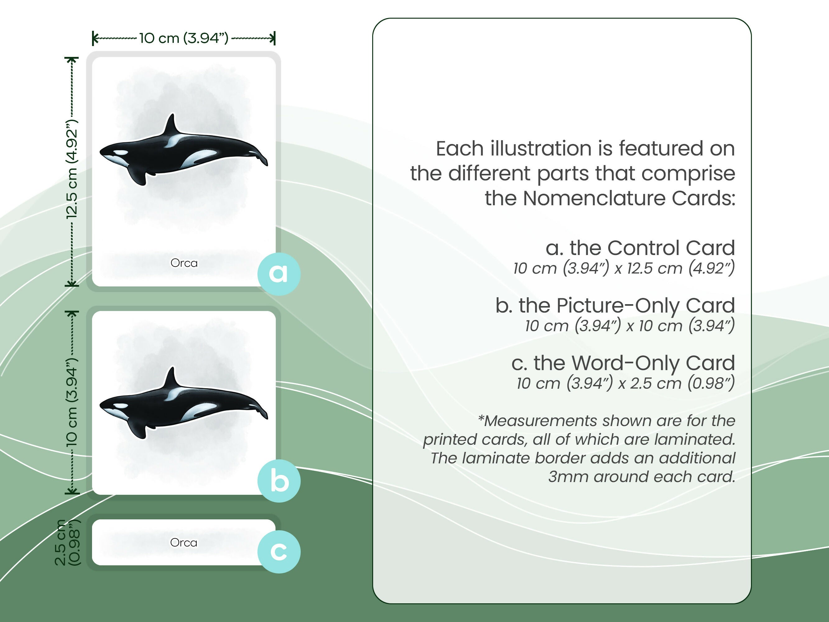Nomenclature Cards Set - Illustrated Whales