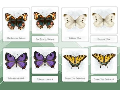 Nomenclature Cards Set - Illustrated Butterflies