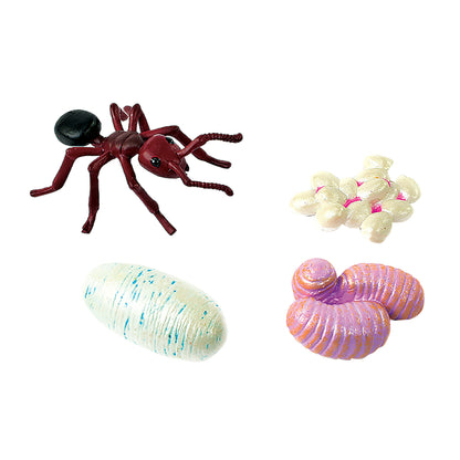 Ant Life Cycle Figures (4-Piece Set)