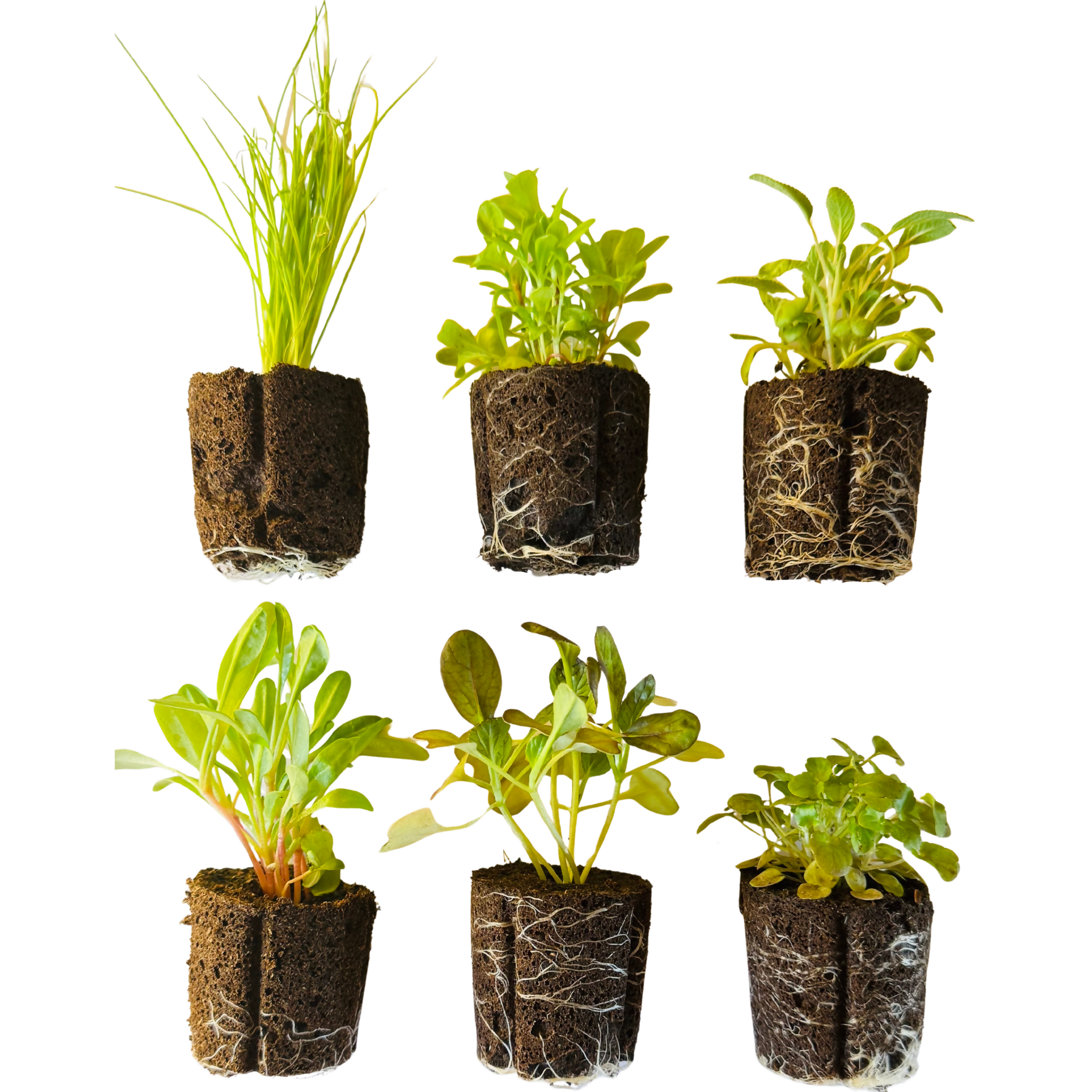 Montessori Leaf Shapes Garden (6 seedlings)