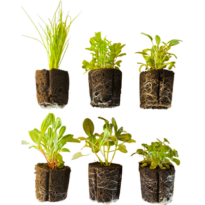 Montessori Leaf Shapes Garden (6 seedlings)