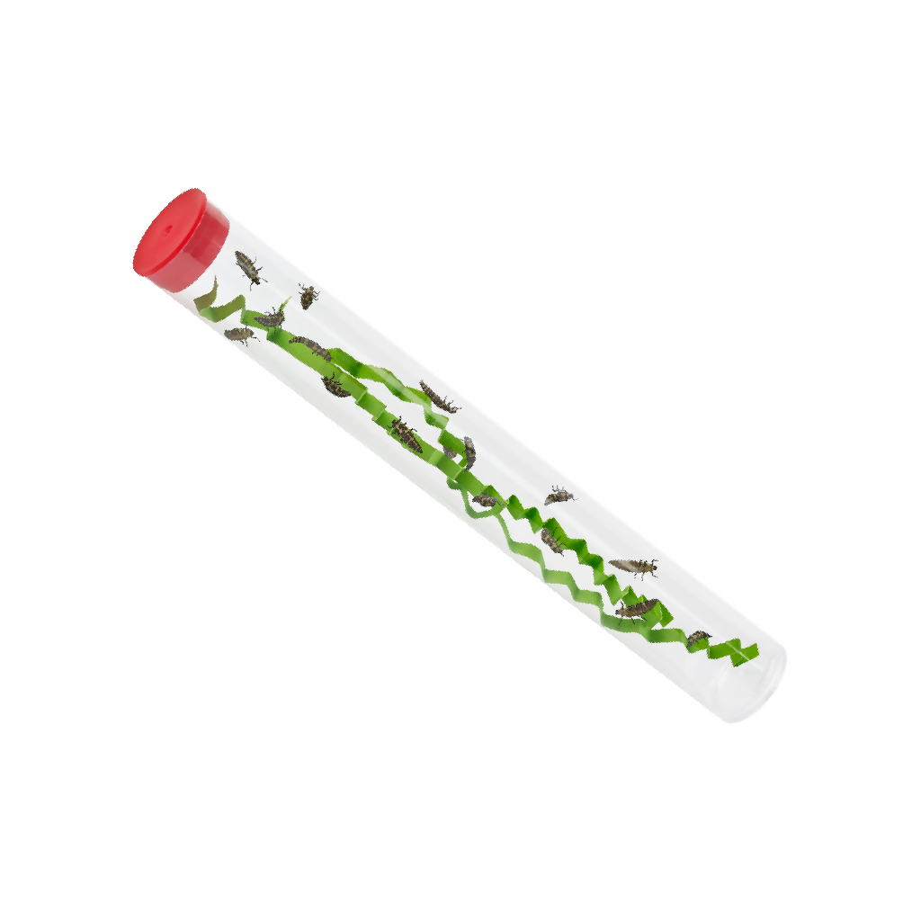 Tube of Ladybug Larvae- Refill