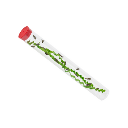 Tube of Ladybug Larvae- Refill