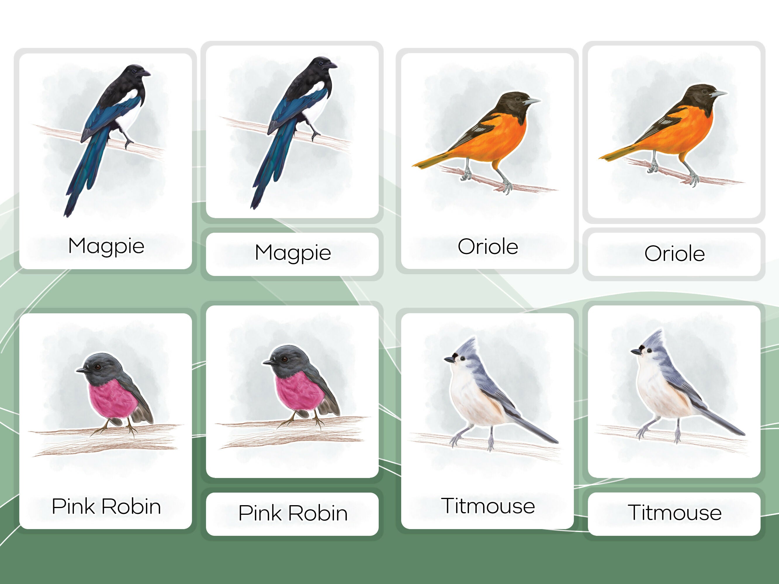 Nomenclature Cards Set - Illustrated Birds
