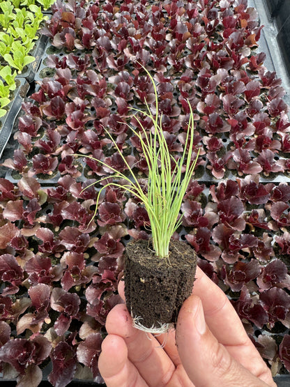 Herb Bundle (12 seedlings)