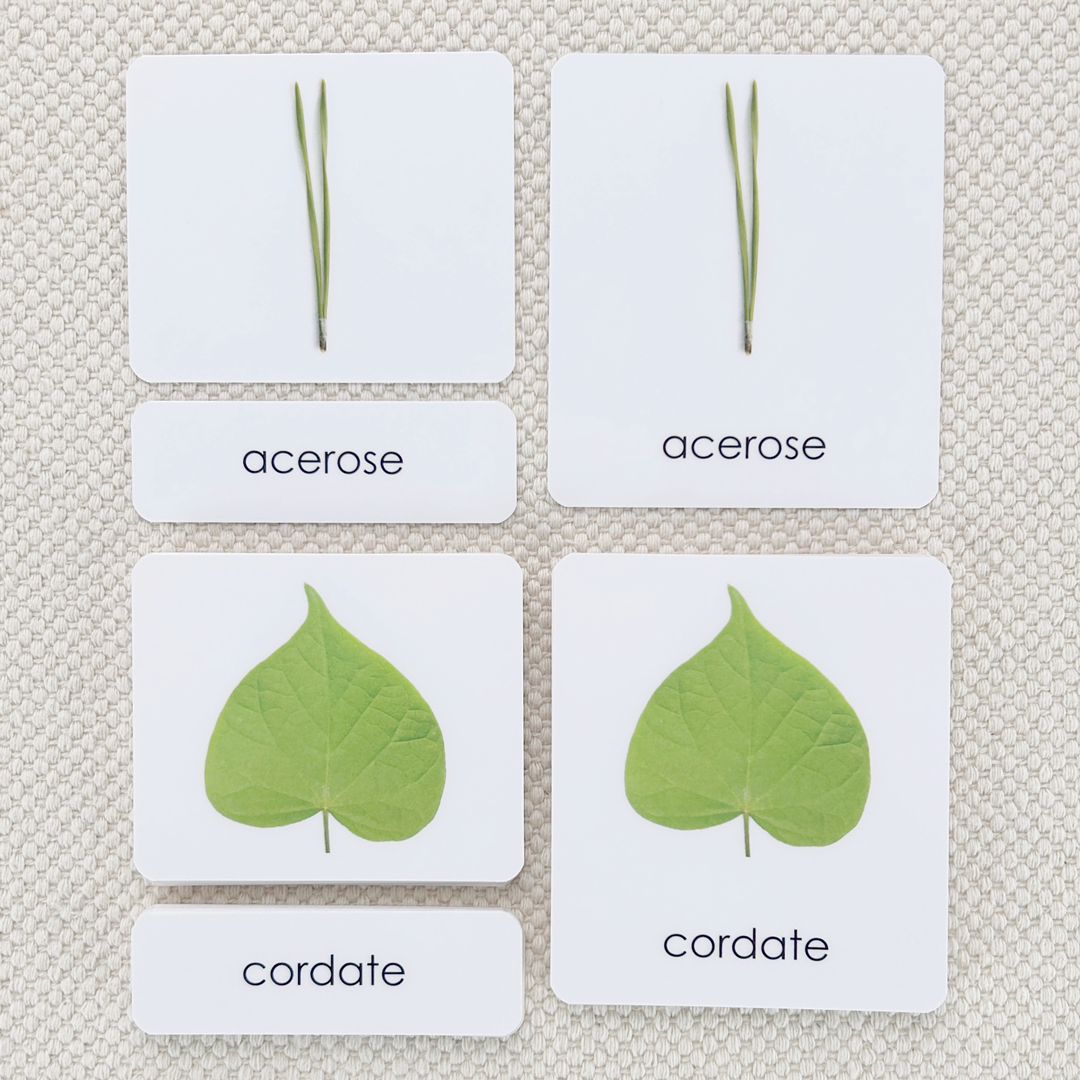 Leaf Shapes Book & Card Set