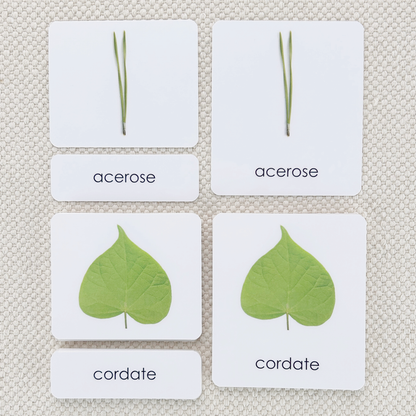 Leaf Shapes Book & Card Set