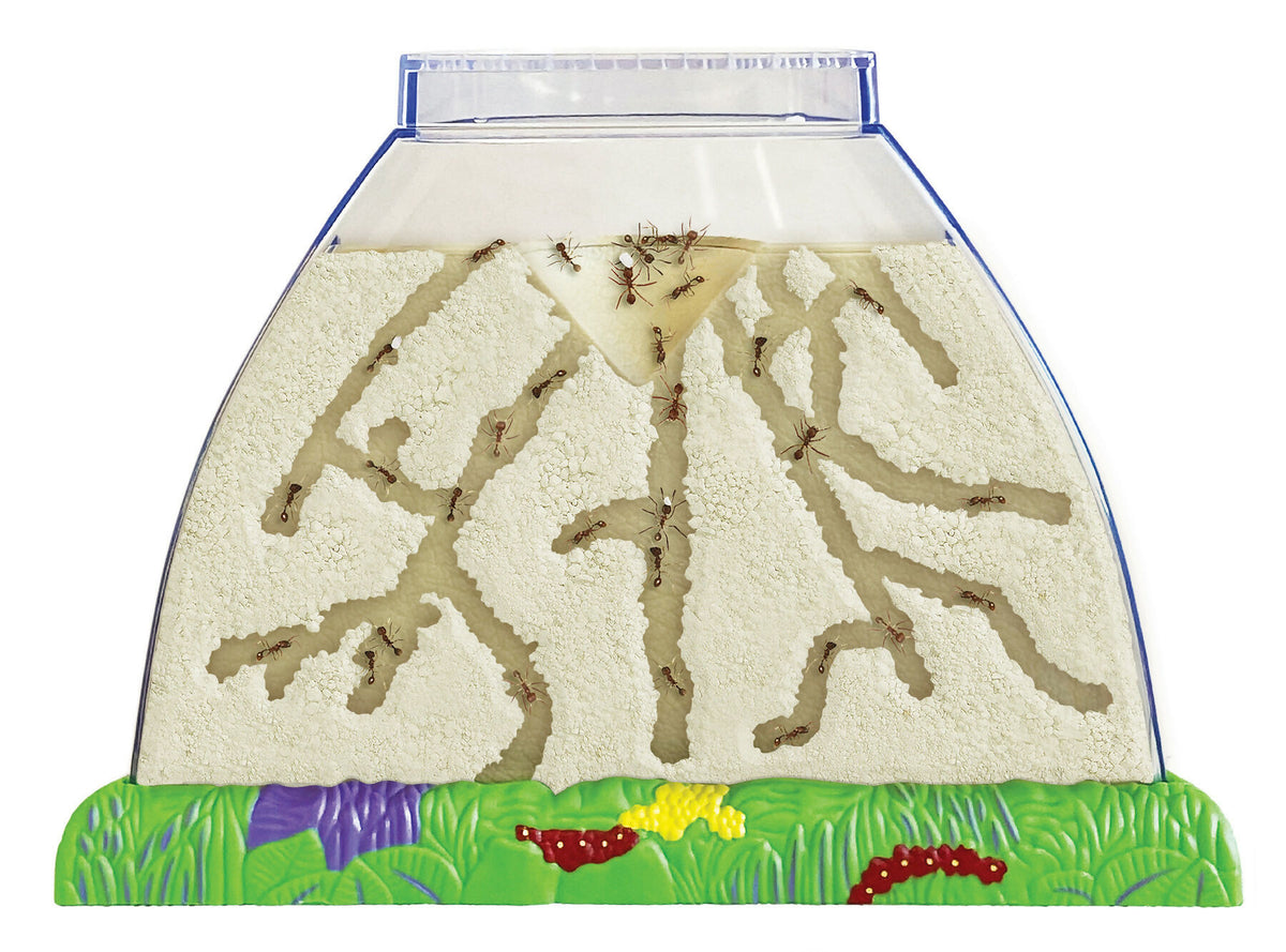 Ant Hill Tunnelling Kit with LIVE Tubes of Harvester Ants