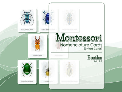 Nomenclature Cards Set - Illustrated Beetles