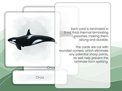 Nomenclature Cards Set - Illustrated Whales