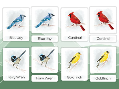 Nomenclature Cards Set - Illustrated Birds