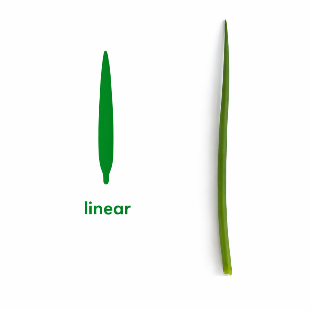 Seedling Starter Kit - Montessori Leaf Shapes