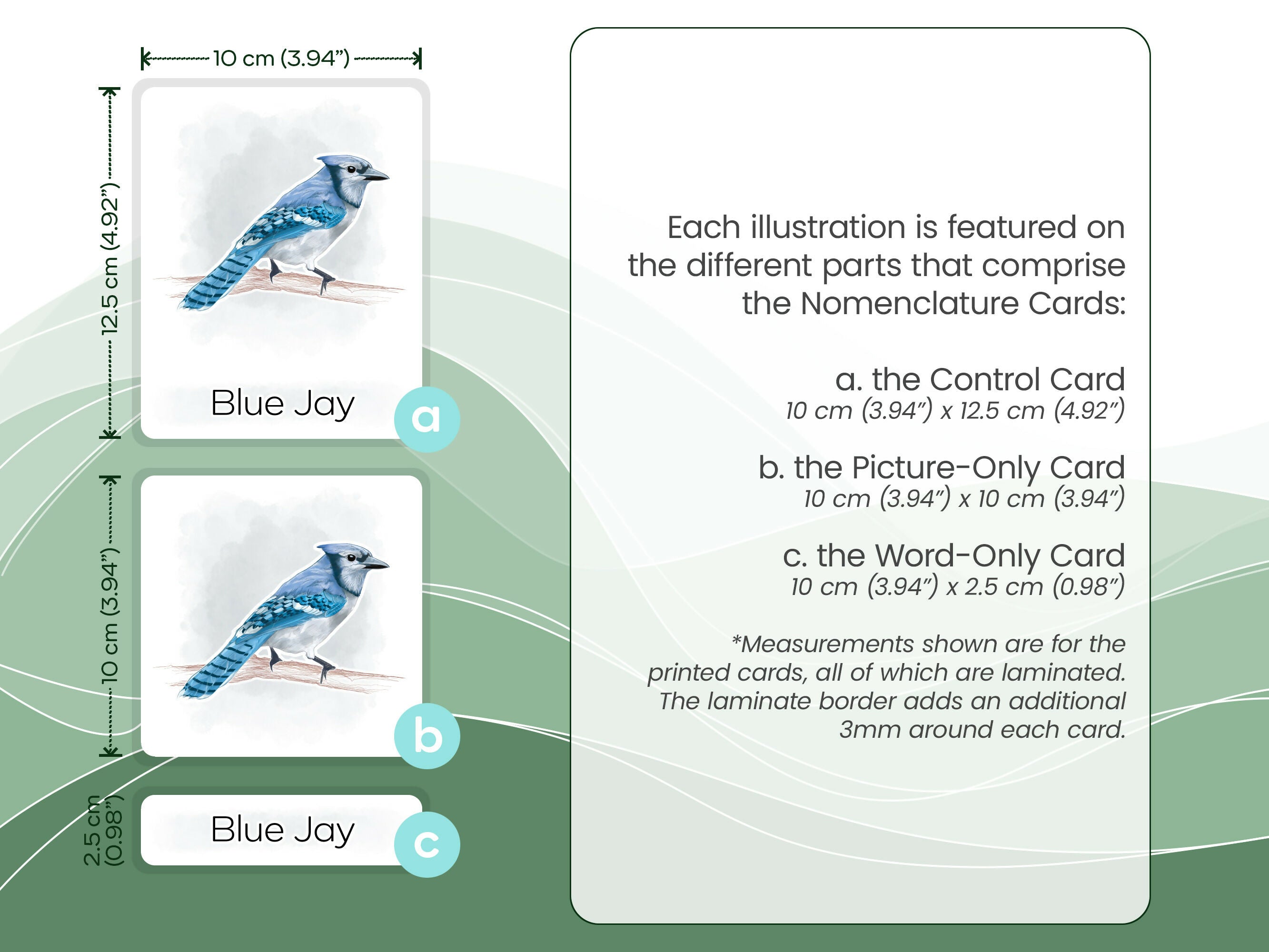 Nomenclature Cards Set - Illustrated Birds