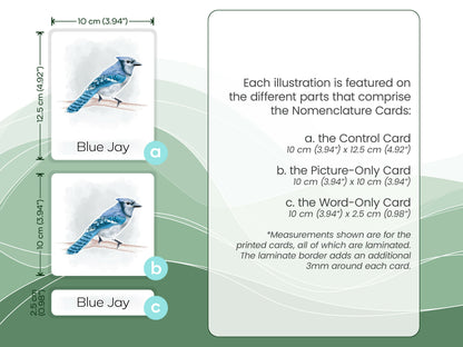 Nomenclature Cards Set - Illustrated Birds