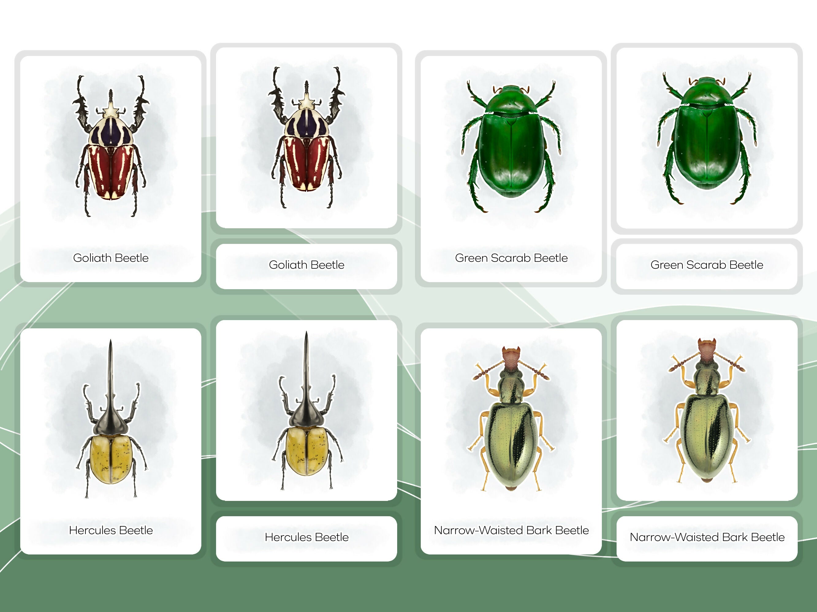 Nomenclature Cards Set - Illustrated Beetles