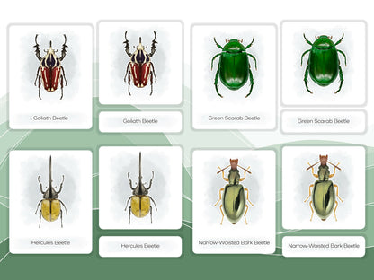 Nomenclature Cards Set - Illustrated Beetles