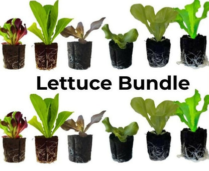 Lettuce Bundle (12 seedlings)