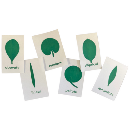 Seedling Starter Kit - Montessori Leaf Shapes