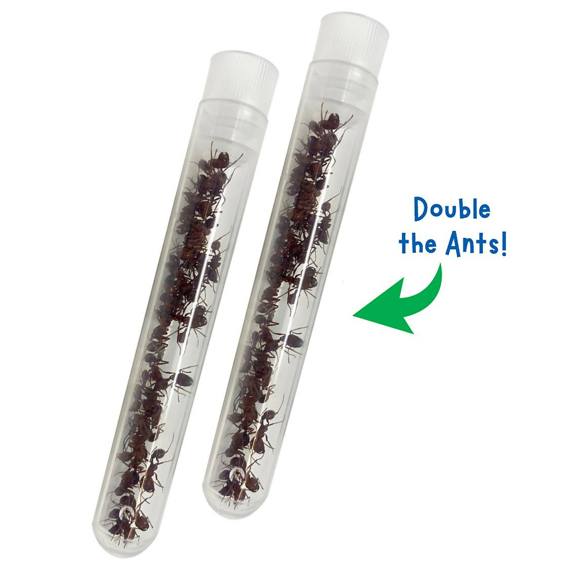 Ant Hill Tunnelling Kit with LIVE Tubes of Harvester Ants