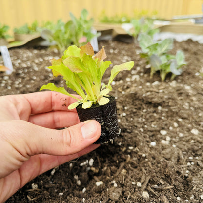 Lettuce Bundle (12 seedlings)
