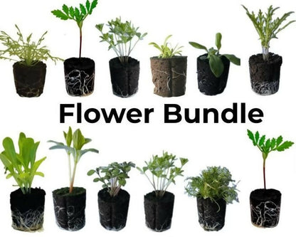 Flower Bundle (12 seedlings)