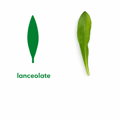 Seedling Starter Kit - Montessori Leaf Shapes