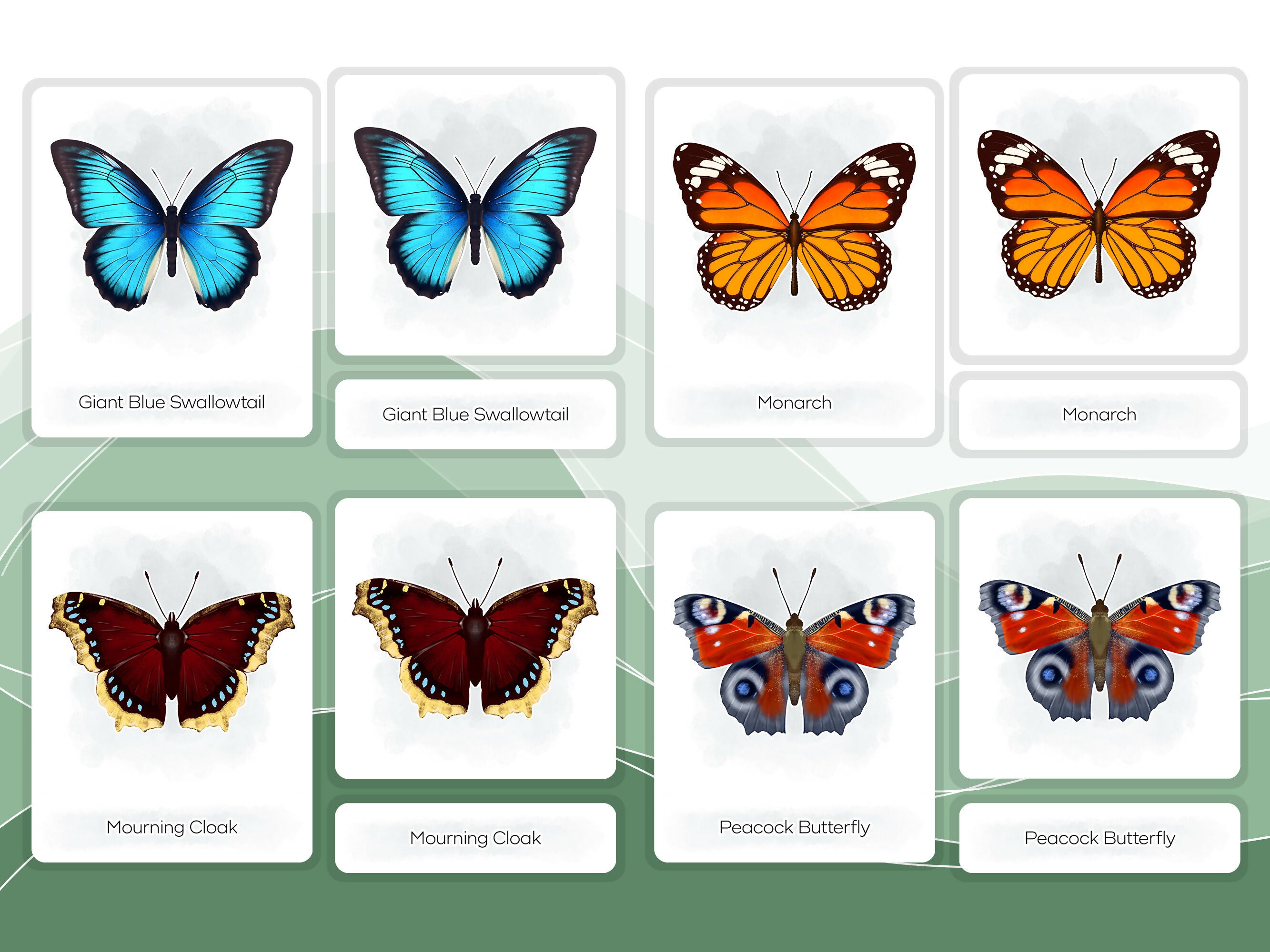 Nomenclature Cards Set - Illustrated Butterflies