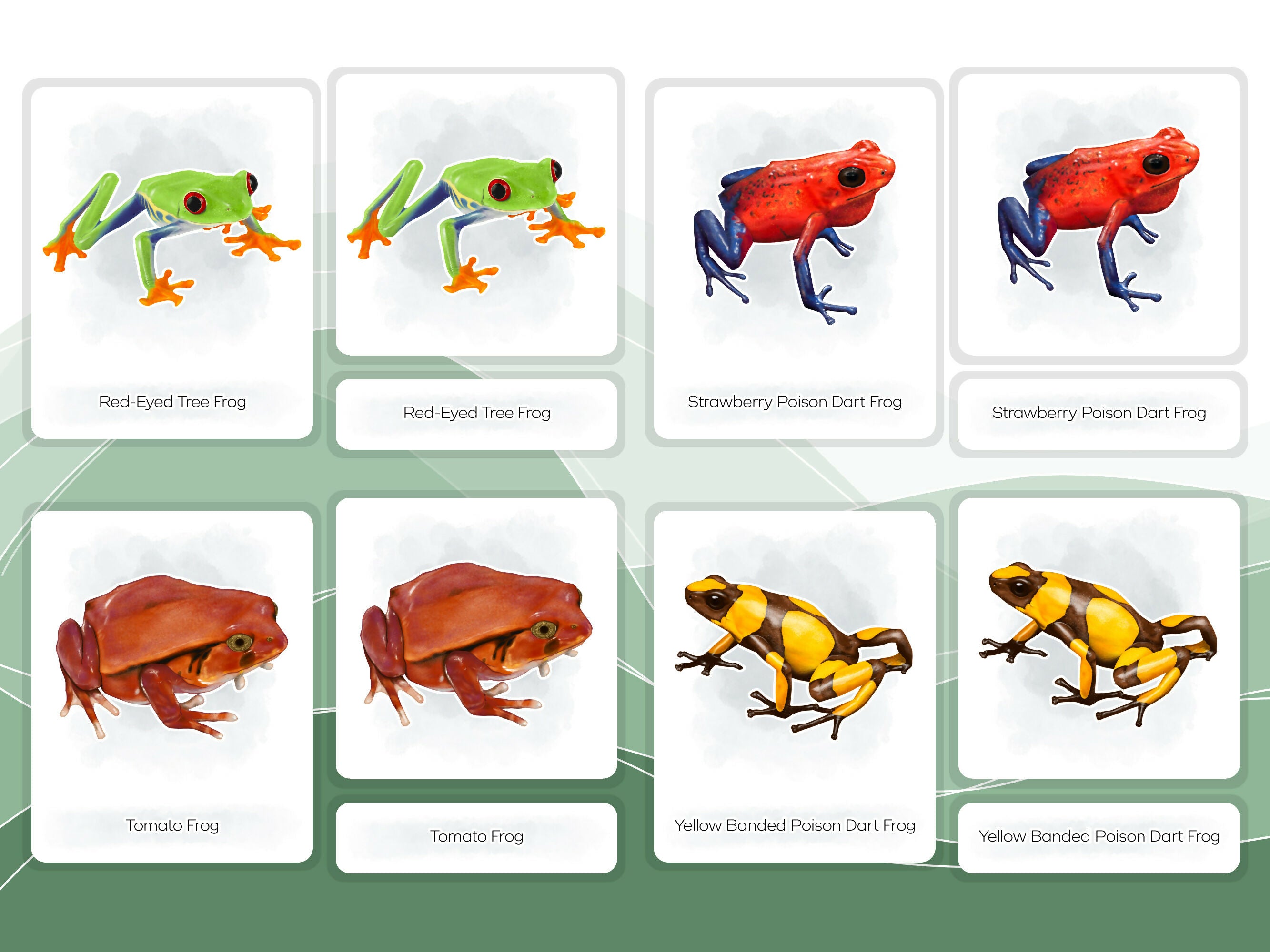 Nomenclature Cards Set - Illustrated Frogs