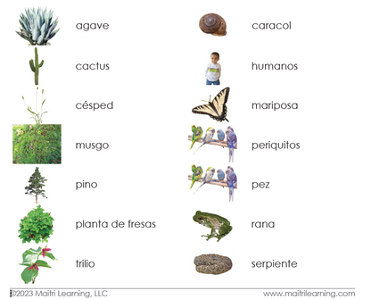 Plant/Animal Kingdom Sorting