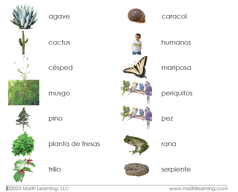 Plant/Animal Kingdom Sorting