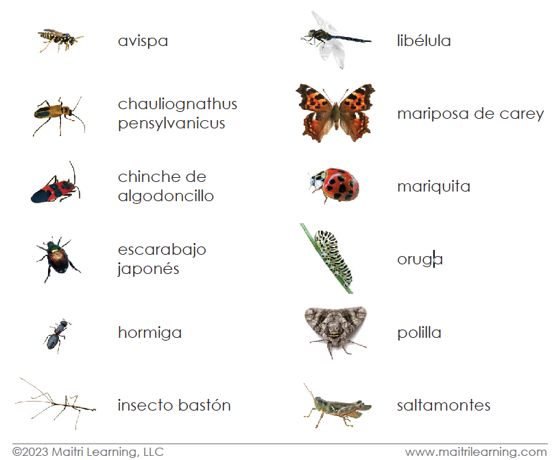 Spanish Insects 3-Part Cards